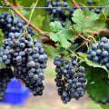 Exploring the Most Popular Grape Varieties Grown in New Jersey