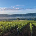 Exploring New Jersey's Wine Industry: A Comparison to Other States