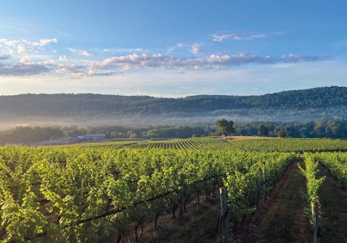 Exploring the Terroir of New Jersey's Wine Regions