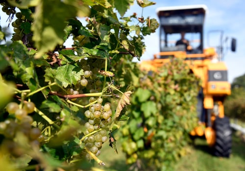 Grape Growing in New Jersey: A Guide for Aspiring Farmers