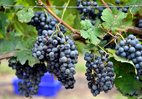 Exploring the Most Popular Grape Varieties Grown in New Jersey
