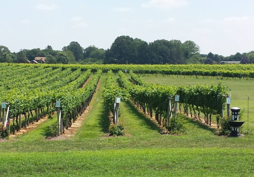 Exploring the Popular Wine Regions of New Jersey
