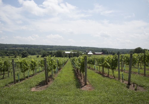Making Wine in New Jersey: A Step-by-Step Guide